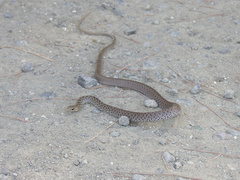 Dolichophis jugularis