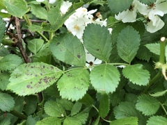 Rosa multiflora