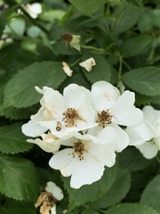 Rosa multiflora