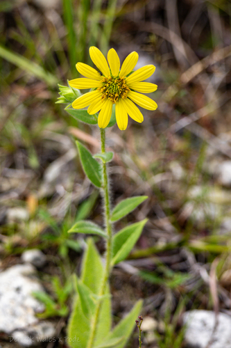 Silphium mohrii, photograph 5