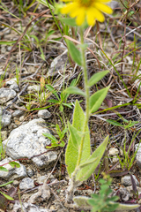 Silphium mohrii, photograph (c) Derrick Wales, some rights reserved (CC BY)