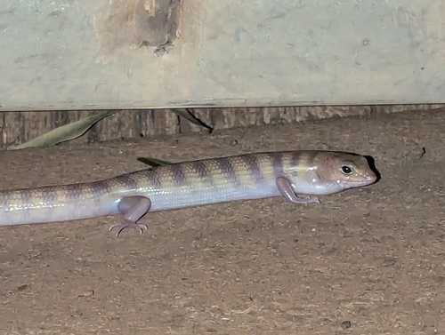 Broad-banded Sand-swimmer