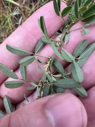 Image of Lespedeza stuevei by (c) sblumen, some rights reserved (CC BY)