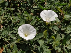 Convolvulus arvensis