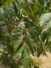 Ailanthus altissima