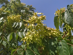 Ailanthus altissima