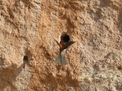 Merops apiaster