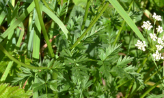 Conioselinum gmelinii