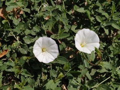 Convolvulus arvensis