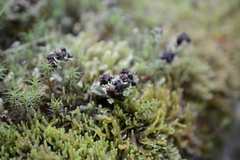 Cladonia ecmocyna