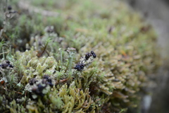 Cladonia ecmocyna