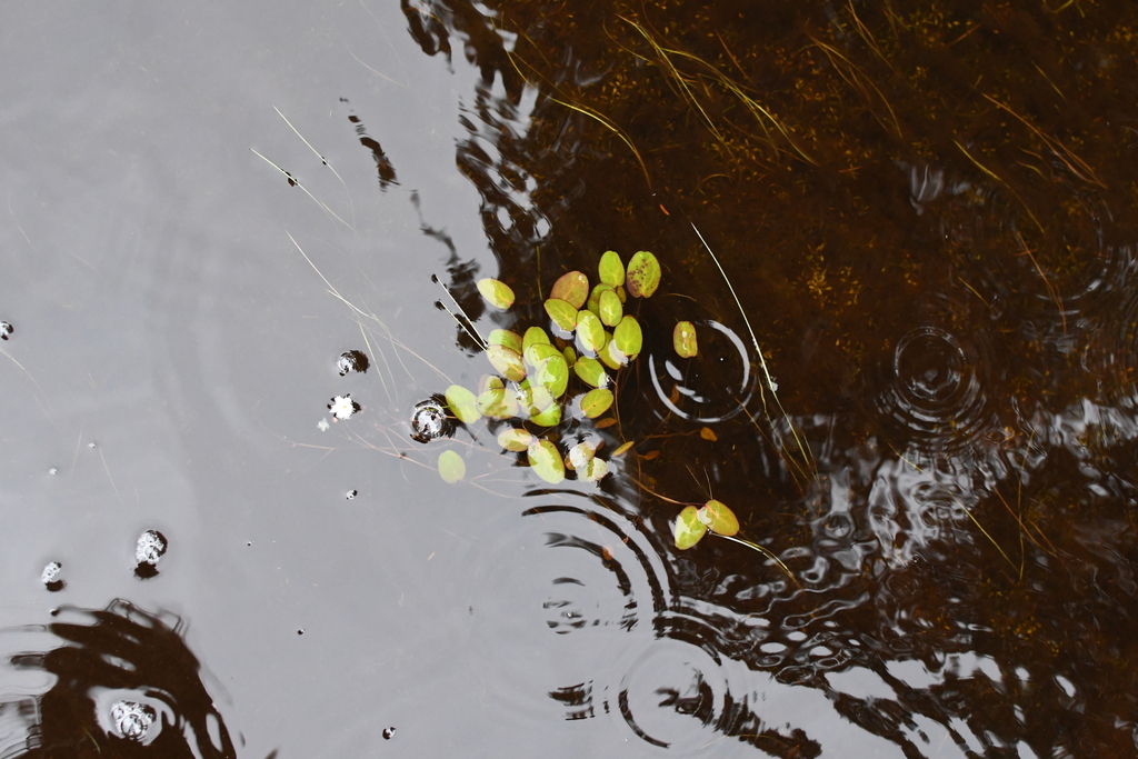 Ornduffia submersa (Ornduffia submersa)