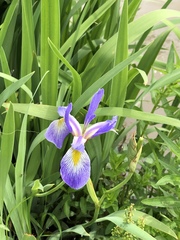 Iris virginica