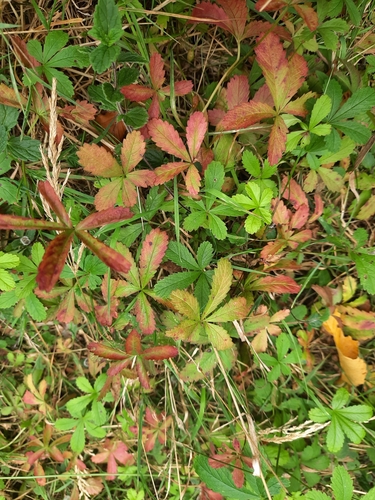 Penkiapirštė sidabražolė nuotrauka