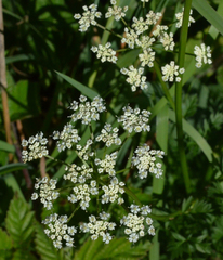 Conioselinum gmelinii