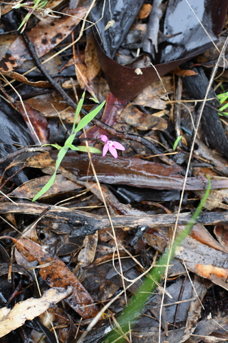 Image of Caladenia reptans by (c) Em Lamond, some rights reserved (CC BY)