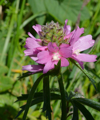 Sidalcea hirtipes