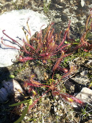 Drosera linearis