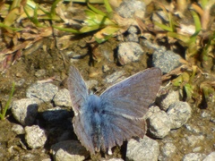 Polyommatus icarus
