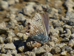 Polyommatus icarus