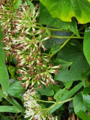Mikania natalensis, photograph (c) Jo Roberts, some rights reserved (CC BY)
