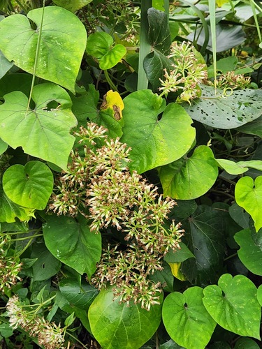 Mikania natalensis, photograph 5