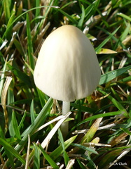 Conocybe apala