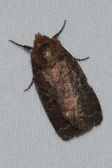 Eriopygini