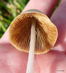 Conocybe apala
