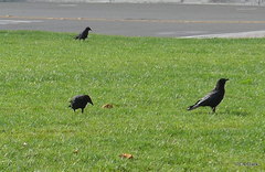 Corvus brachyrhynchos