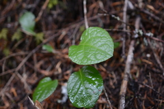 Pyrola asarifolia