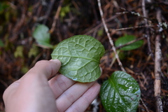 Pyrola asarifolia