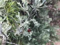 Coccinella monticola