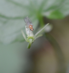 Suillia laevis