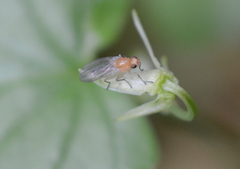 Suillia laevis