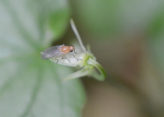 Suillia laevis