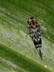 Glipa malaccana