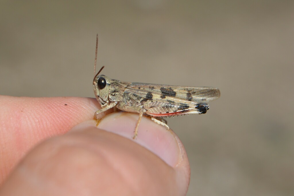 Platypygius platypygius