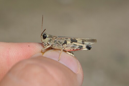 Platypygius