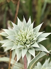 Eryngium armatum