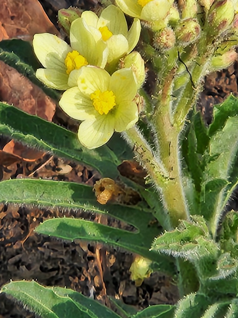 Jatropha woodii