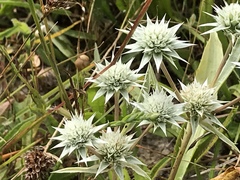 Eryngium armatum