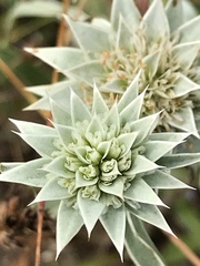 Eryngium armatum