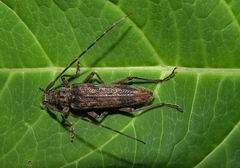 Elytrimitatrix undata