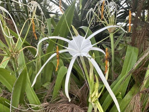 Image of Hymenocallis littoralis by (c) Rachael Kaiser, some rights reserved (CC BY)