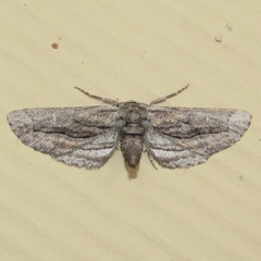 Holochroa dissociarius