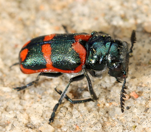 Four Spotted Leaf Beetle (Clytra quadripunctata) · iNaturalist Four Spotted Leaf Beetle (Clytra quadripunctata) · iNaturalist