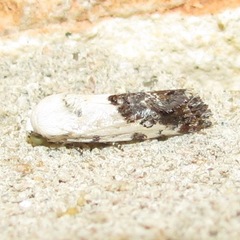 Acontiinae
