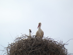 Ciconia ciconia
