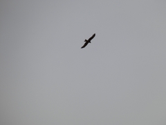 Milvus migrans